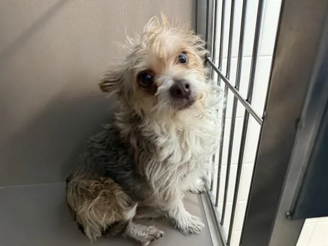 An adult small-sized female Cairn Terrier dog named Cher for adoption in Albuquerque, NM