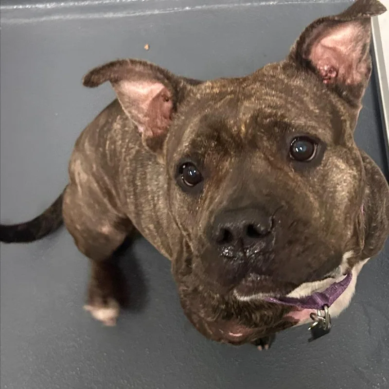 An adult large-sized female Brown / Chocolate Mixed Breed dog named B.b. for adoption in Allentown, PA