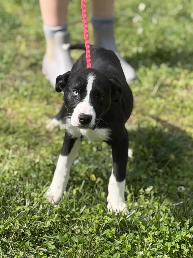 A baby small-sized female Terrier dog named Rigatoni for adoption in Locust Fork, AL