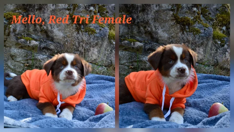 A baby medium-sized female Australian Shepherd dog named Aussie puppies for adoption in Olympia, WA