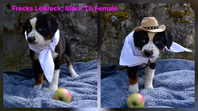 Aussie puppies thumbnail 2