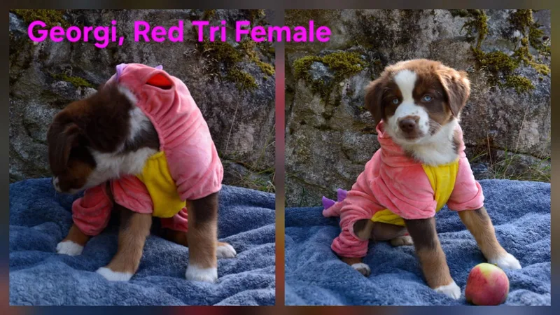 Aussie puppies thumbnail 3
