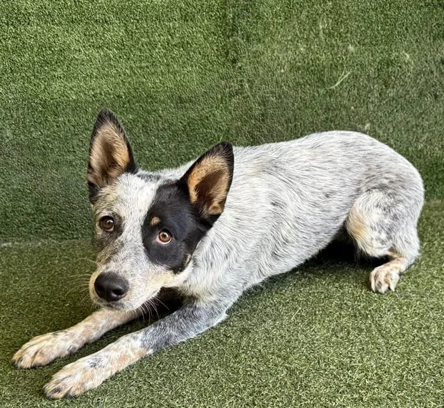 A young medium-sized female Australian Cattle Dog / Blue Heeler dog named Bluey for adoption in Lancaster, CA