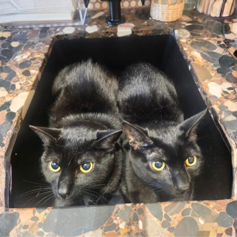 An adult medium-sized male Black Domestic Short Hair cat named Braces & Waterpik for adoption in Brooklyn, NY