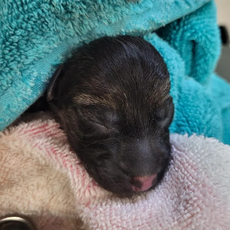 A baby small-sized male Black German Shepherd Dog dog named Puppy for adoption in Lake Panasoffkee, FL