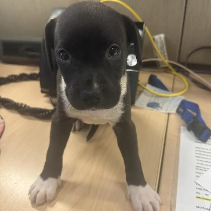 Chaos Aka Betty Lu thumbnail 2