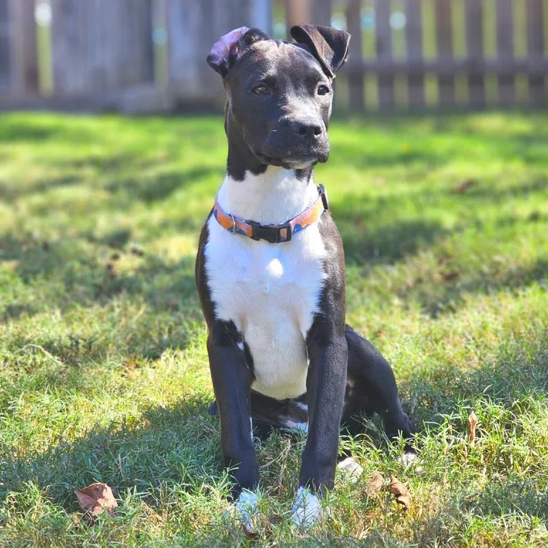 Chaos Aka Betty Lu thumbnail 3