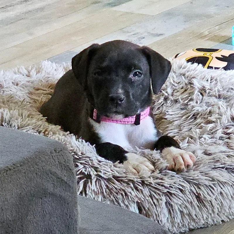 Chaos Aka Betty Lu thumbnail 5