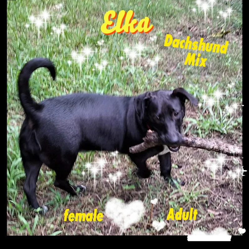 Elka WAT thumbnail 3