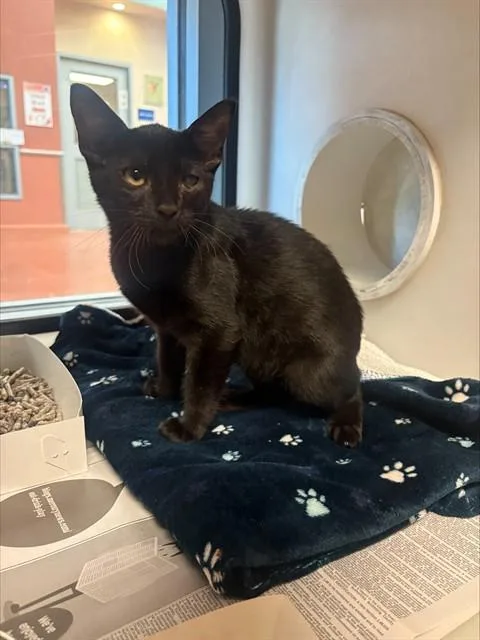 A baby small-sized male Domestic Short Hair cat named Nano for adoption in San Jose, CA