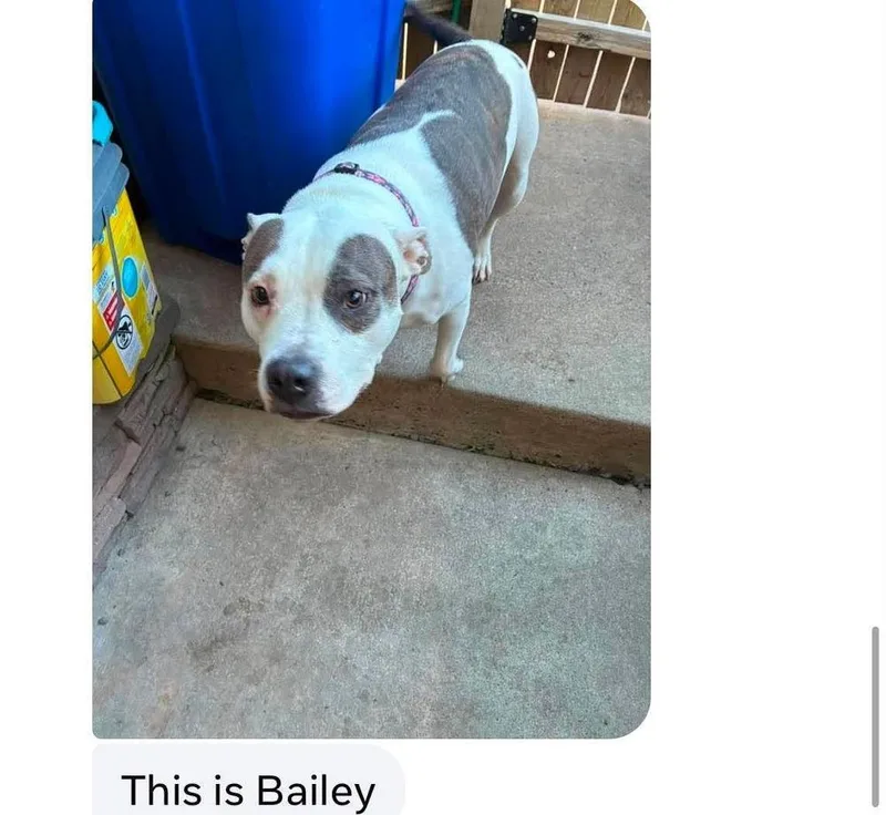 A senior medium-sized female Retriever dog named Bailey for adoption in Wenonah, NJ