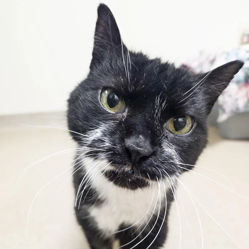 A senior medium-sized male Black Domestic Short Hair cat named Albert for adoption in Oshkosh, WI