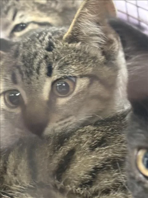 A baby small-sized female Domestic Short Hair cat named Pam for adoption in Chatsworth, CA