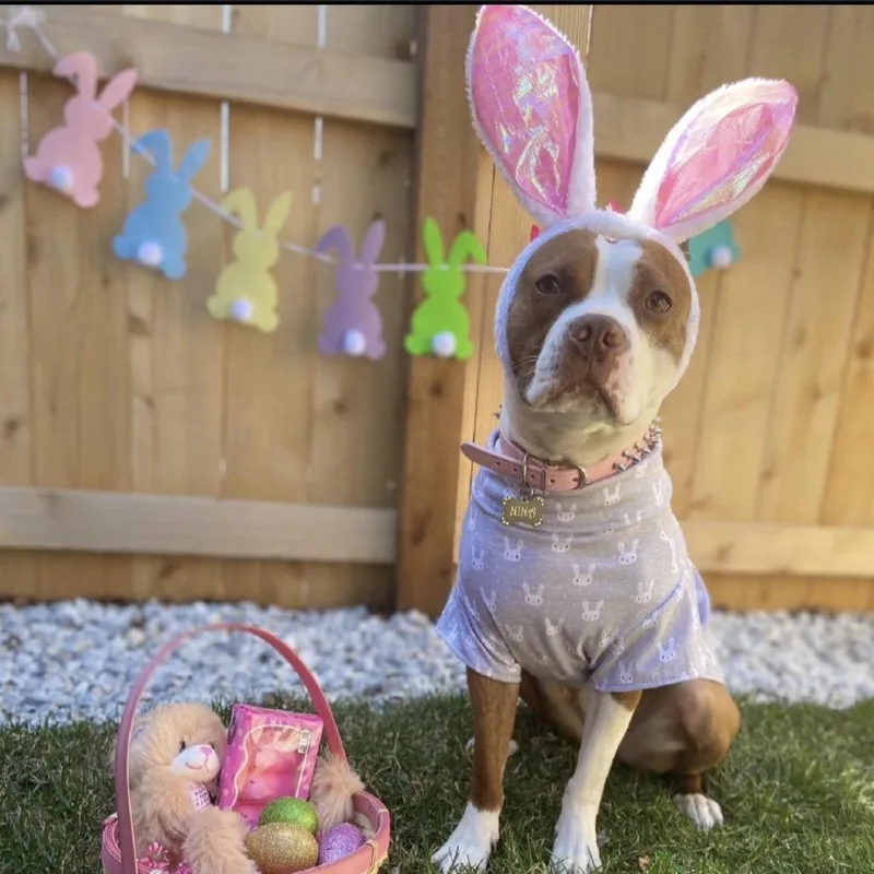 An adult small-sized female Boston Terrier dog named Nina Home to for adoption in South Elgin, IL