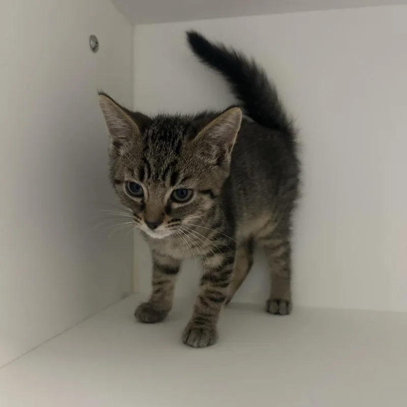 A baby small-sized male Brown / Chocolate Domestic Short Hair cat named Morse Code for adoption in Greensboro, NC