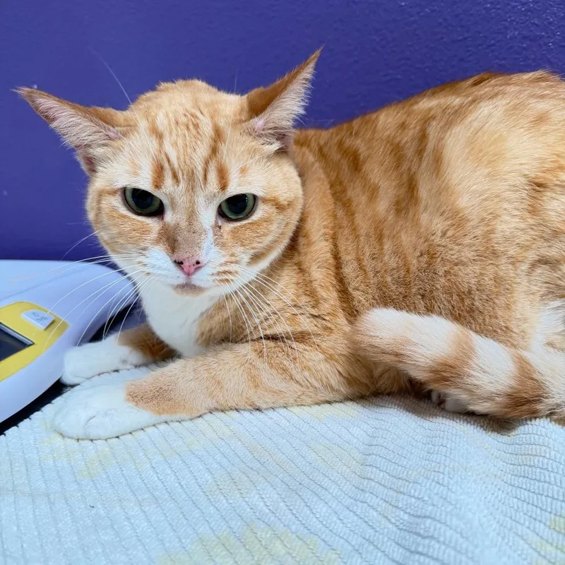 An adult medium-sized female Orange / Red American Shorthair cat named Clementine for adoption in Englewood, FL
