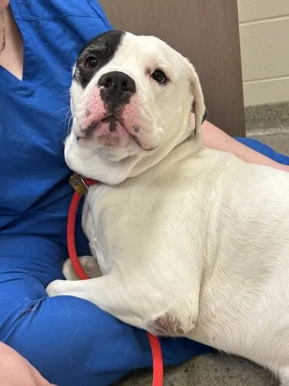 Chicken Little thumbnail 2