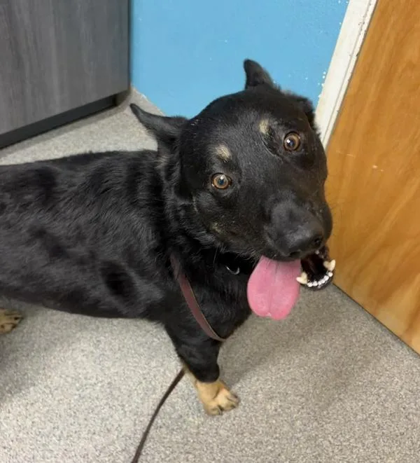 An adult small-sized male German Shepherd Dog dog named Elliot for adoption in Escondido, CA