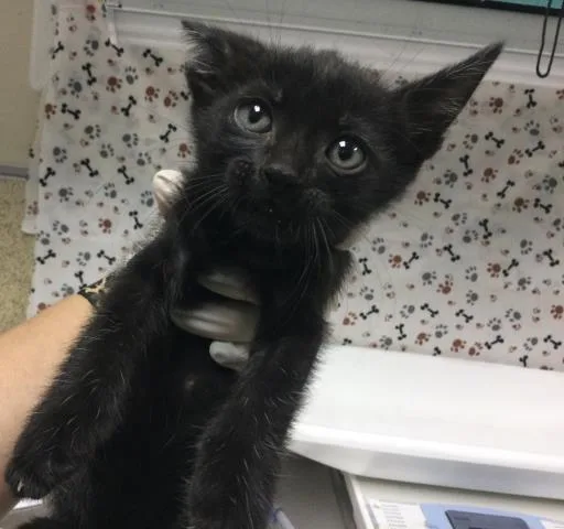 A baby small-sized male Domestic Short Hair cat named Possumy for adoption in Riverside, CA