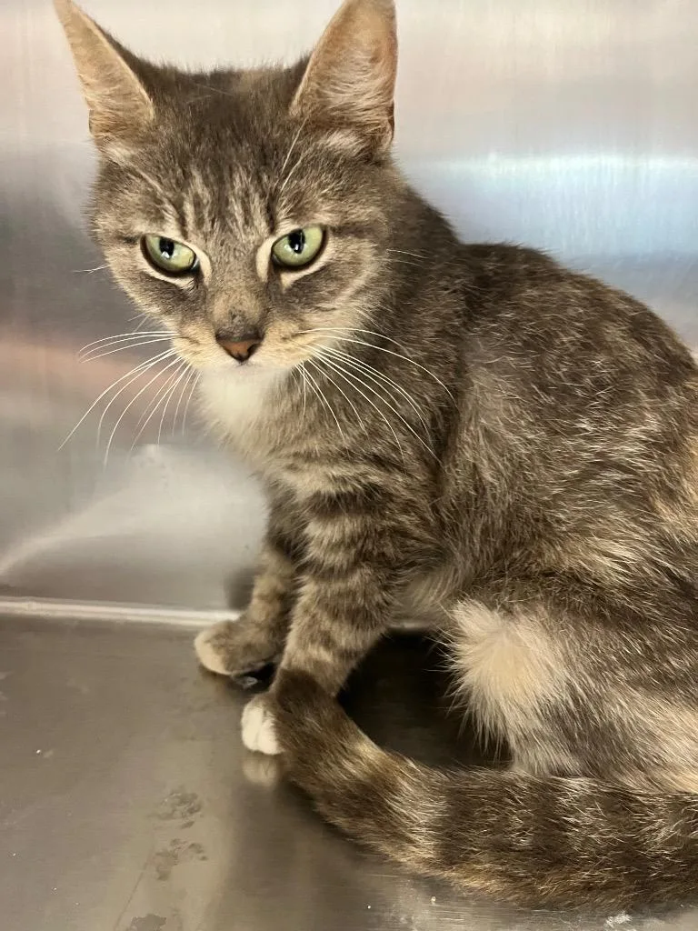 A young large-sized female Domestic Short Hair cat named Sidney for adoption in Hopkinsville, KY
