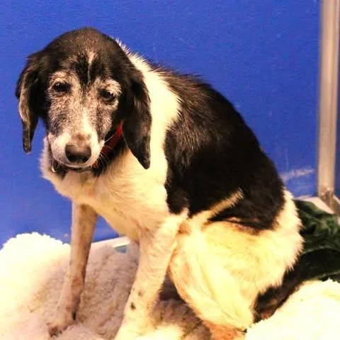 A senior medium-sized female Black Hound dog named 26-01527 for adoption in Fredericksburg, VA