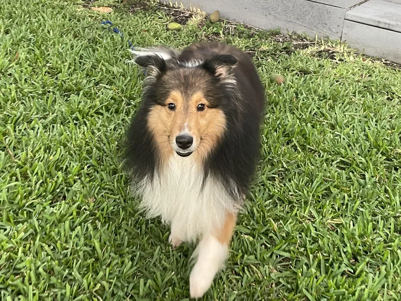 A young small-sized male Sable Shetland Sheepdog / Sheltie dog named Finn for adoption in Palm Bay, FL