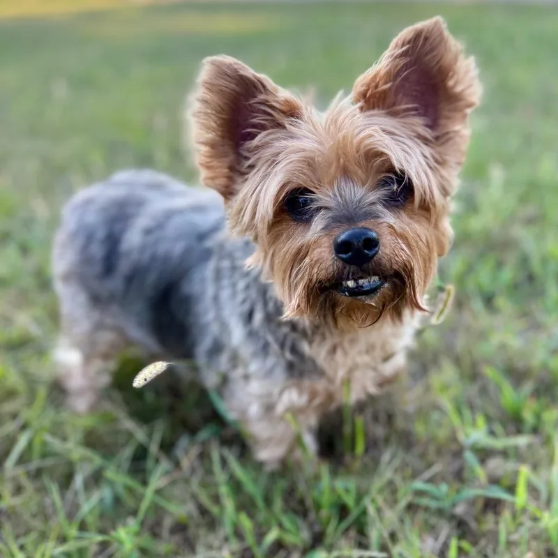 A senior small-sized male Yorkshire Terrier dog named Lucky for adoption in Huntsville, AL