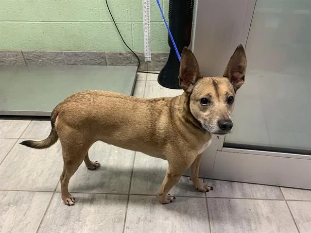 An adult medium-sized male Carolina Dog dog named Farmer Brown for adoption in Grand Prairie, TX