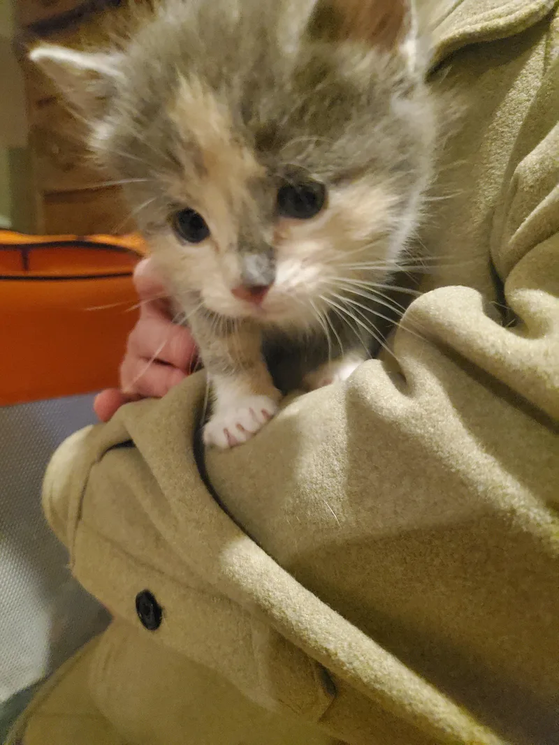 A baby small-sized female Domestic Short Hair cat named Bianca for adoption in Burlington, VT