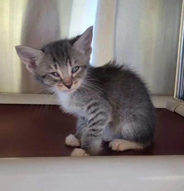 A baby small-sized female Domestic Short Hair cat named Lola for adoption in Kennewick, WA