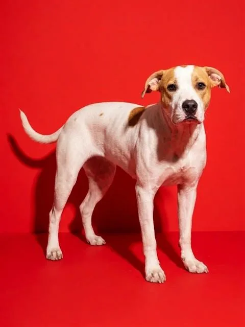 A young medium-sized female Mixed Breed dog named Beet Root for adoption in Jacksonville, FL