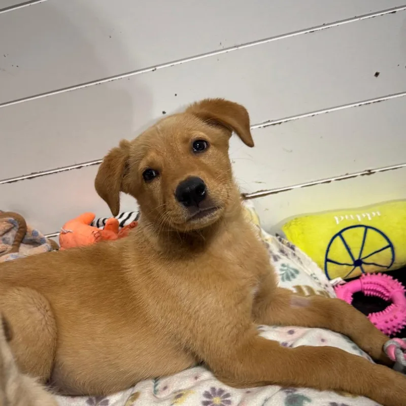 A baby small-sized male Yellow / Tan / Blond / Fawn Mixed Breed dog named Hansel for adoption in Buffalo, MN