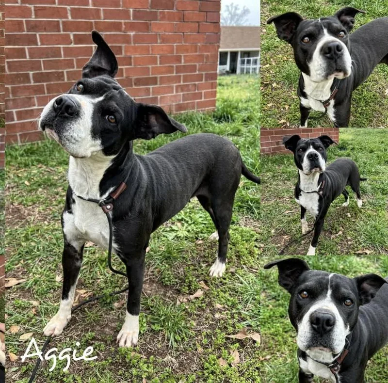 A young medium-sized female Boxer dog named Aggie for adoption in Fairhope, AL