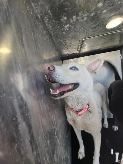 A young medium-sized female Husky dog named Crystal for adoption in San Antonio, TX