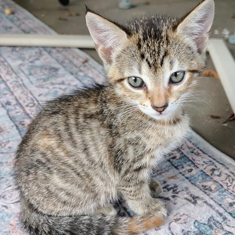 A baby small-sized female Brown / Chocolate Domestic Short Hair cat named Lark for adoption in Chattanooga, TN