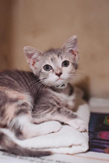 A baby small-sized female Domestic Short Hair cat named A Freyapetsmart James Island for adoption in North Charleston, SC