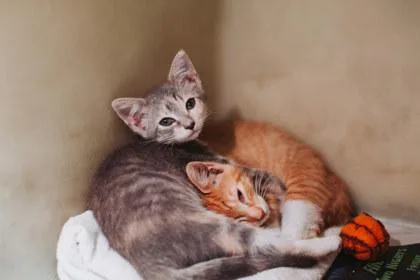 A Freyapetsmart James Island thumbnail 2