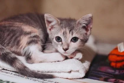 A Freyapetsmart James Island thumbnail 3