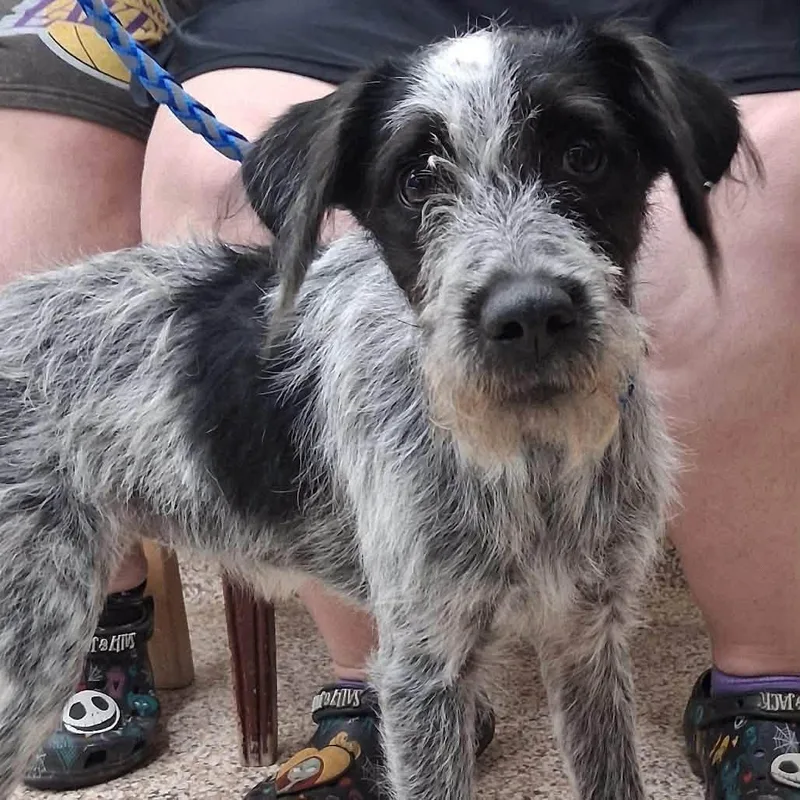 A young medium-sized female Mixed Breed dog named Sadie for adoption in Watertown, WI