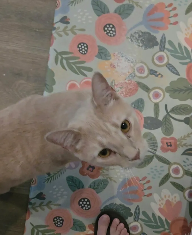 Wally thumbnail 2