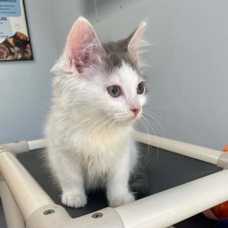 A young medium-sized male Domestic Medium Hair cat named Vinny for adoption in Roanoke, VA