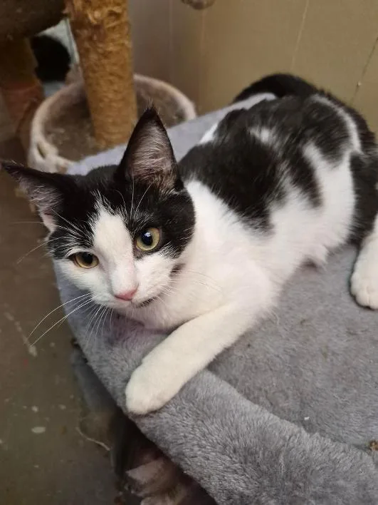 A young medium-sized male Black & White / Tuxedo Domestic Short Hair cat named Smirnoff for adoption in Stuart, VA
