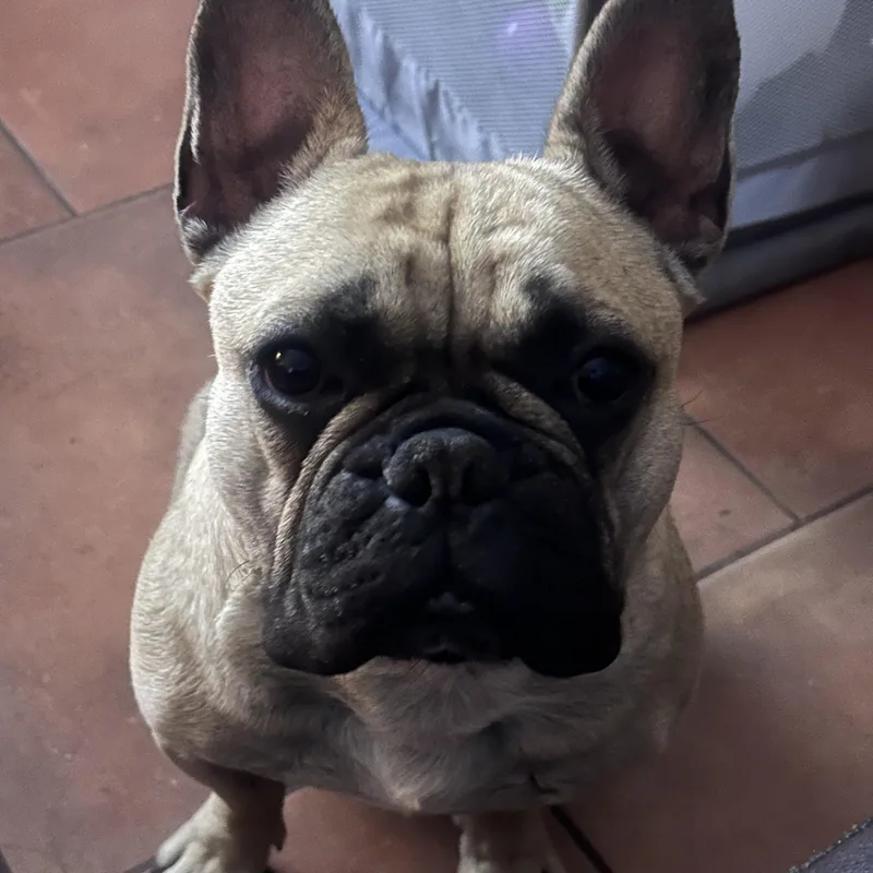 A young small-sized male French Bulldog dog named Kona Aka Bingo for adoption in Las Vegas, NV