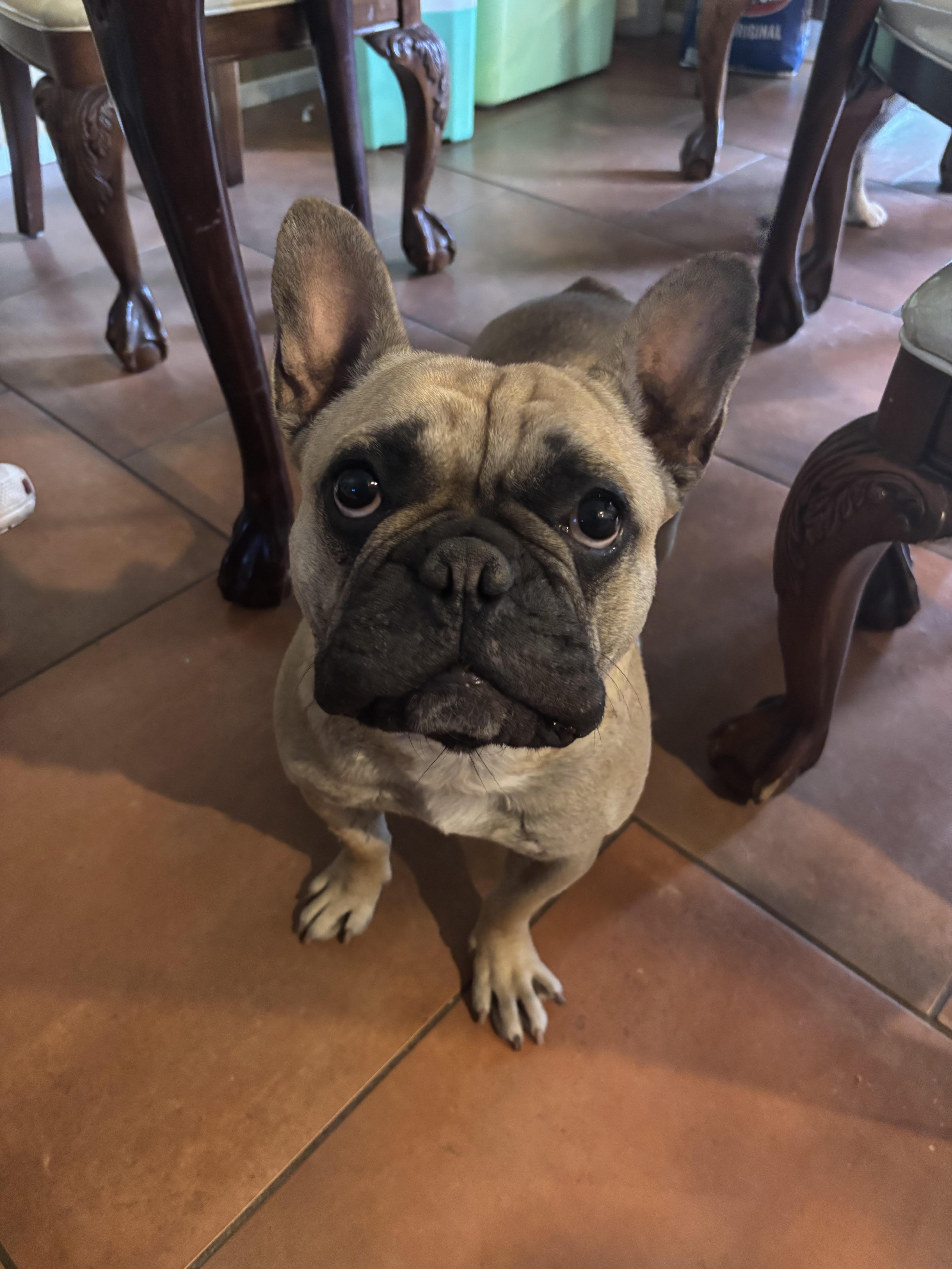 Kona Aka Bingo thumbnail 2