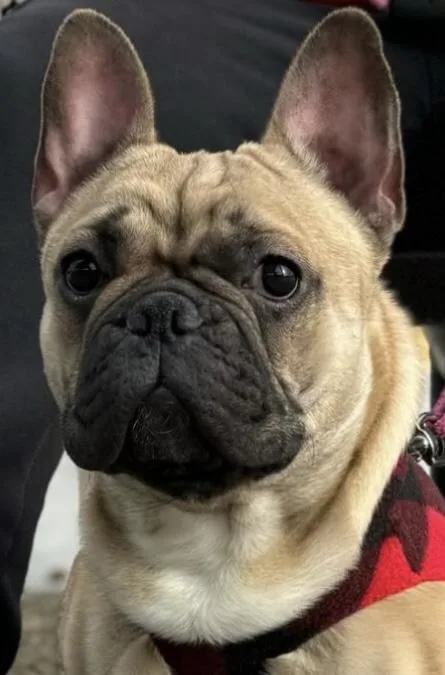 Kona Aka Bingo thumbnail 3