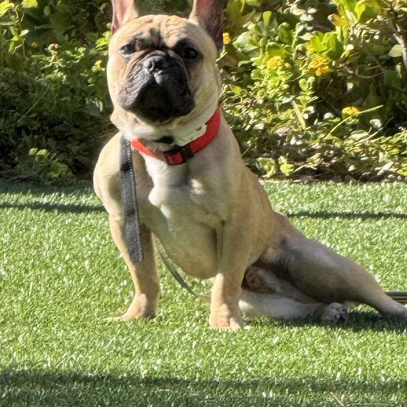 Kona Aka Bingo thumbnail 4