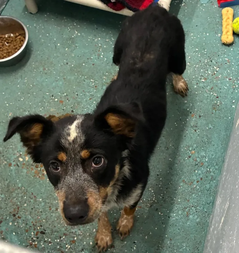 A baby medium-sized female Australian Cattle Dog / Blue Heeler dog named Brook for adoption in Seven Points, TX