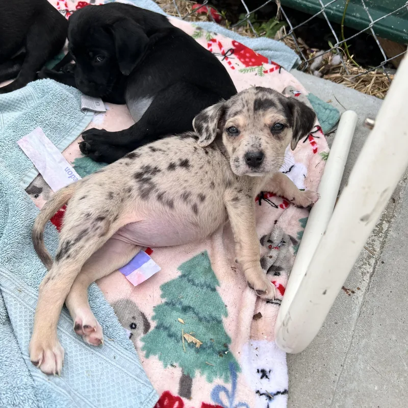 Harlow Huzzah thumbnail 2