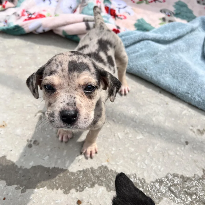 Harlow Huzzah thumbnail 3