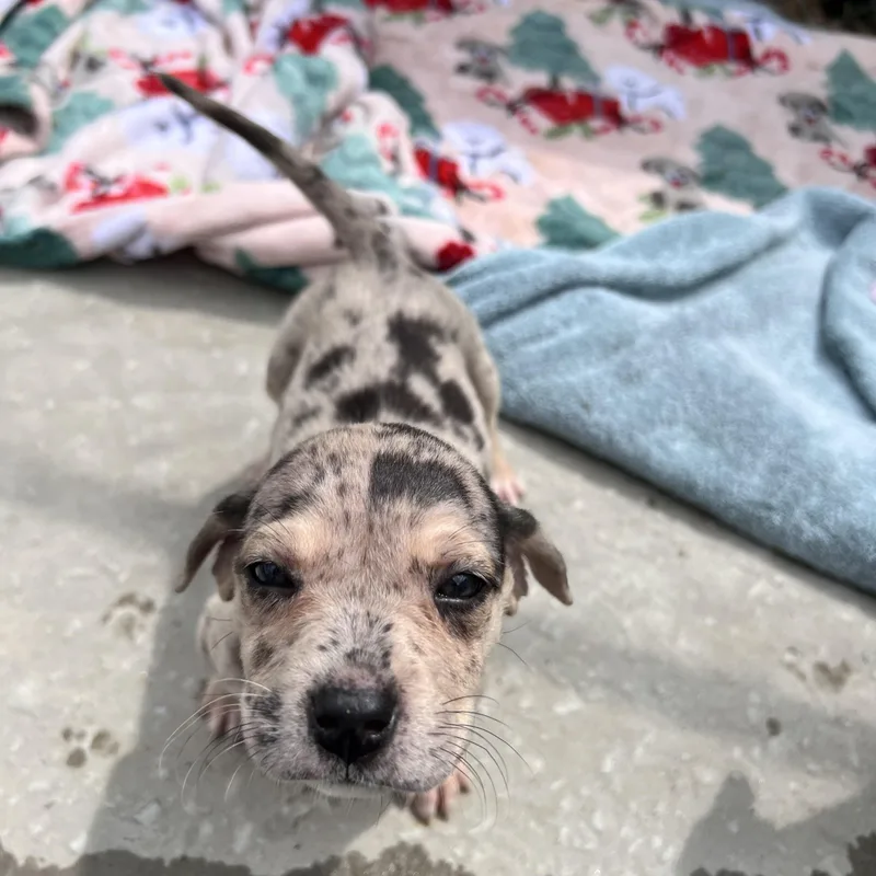 Harlow Huzzah thumbnail 4